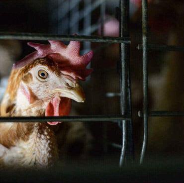 battery-hen-eyeing-me-sm.jpg