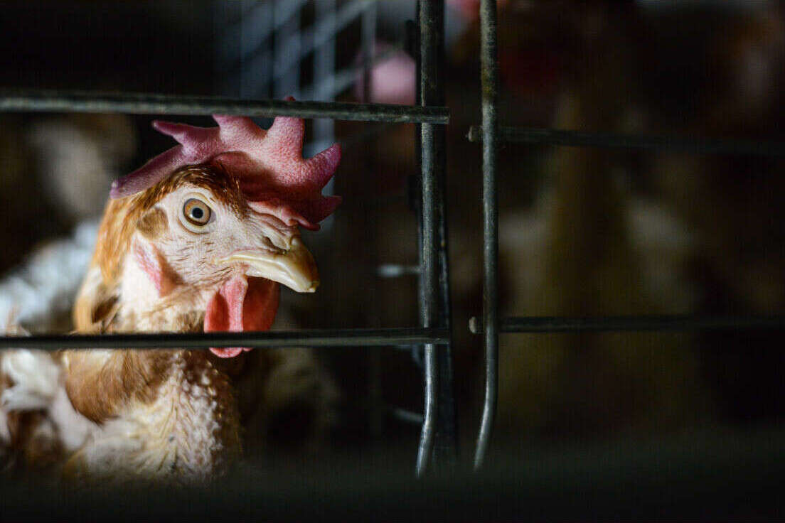 battery-hen-eyeing-me.jpg