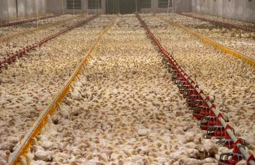 chickens-in-barn.jpg