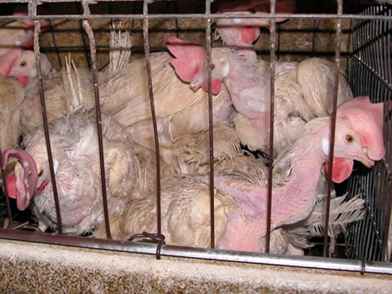 chickens-in-cage1.jpg