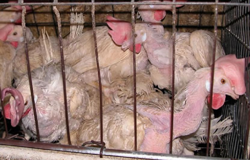 chickens-in-cage1b.jpg