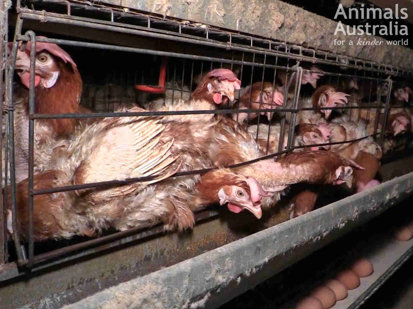 chickens-in-cage2.jpg