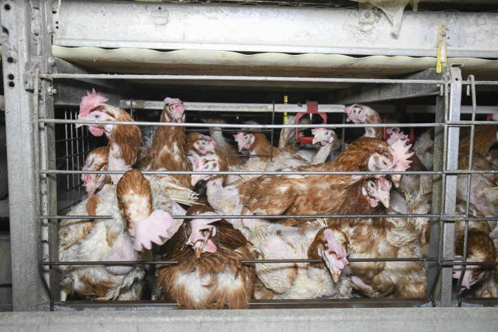 chickens-in-cage3.jpg