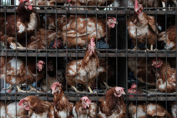 chickens-in-cage4.jpg