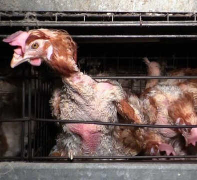 chickens-in-cage5-sm.jpg
