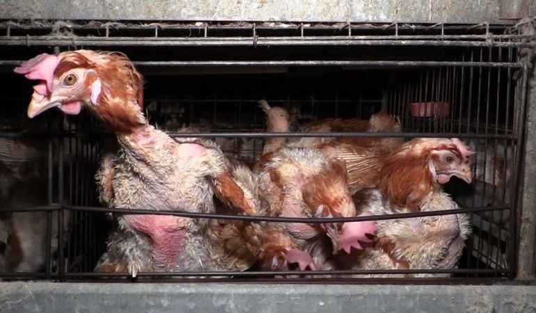 chickens-in-cage5.jpg