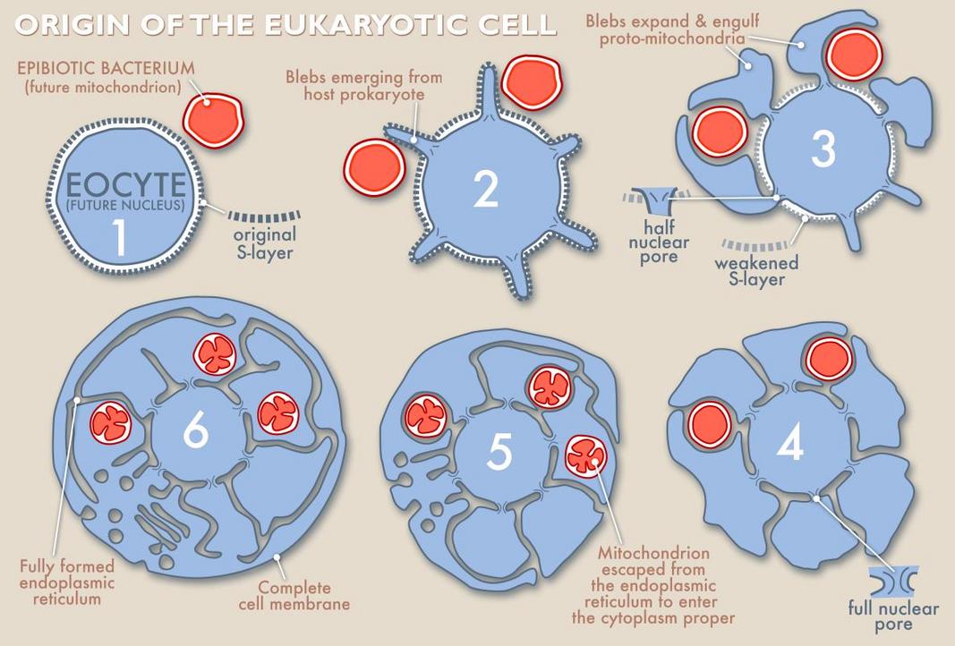 in-out-eukaryogenesis.jpg