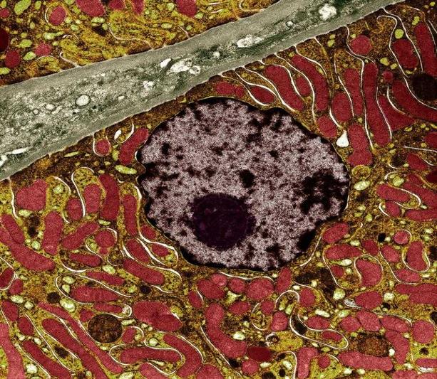 kidney-cell-mitochondrion.jpg