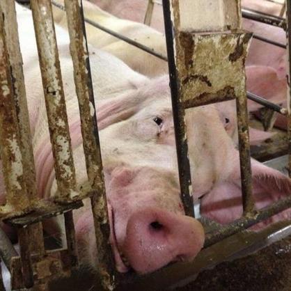 pig-in-cage1-sm.jpg