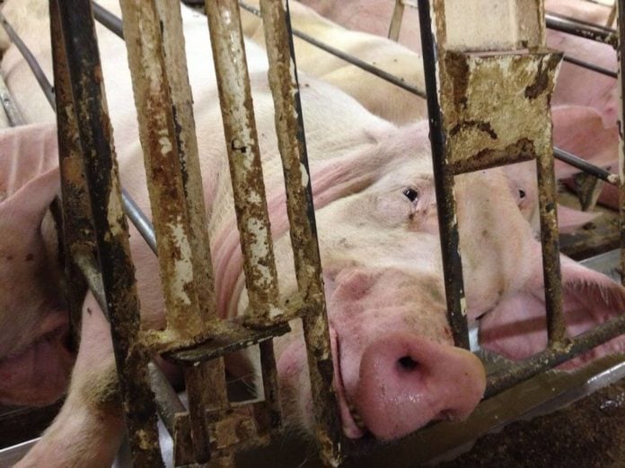pig-in-cage1.jpg