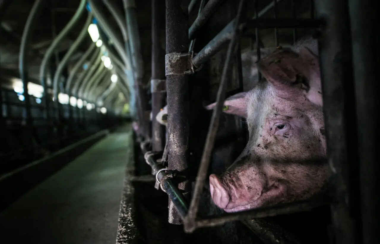 pig-in-cage3.jpg