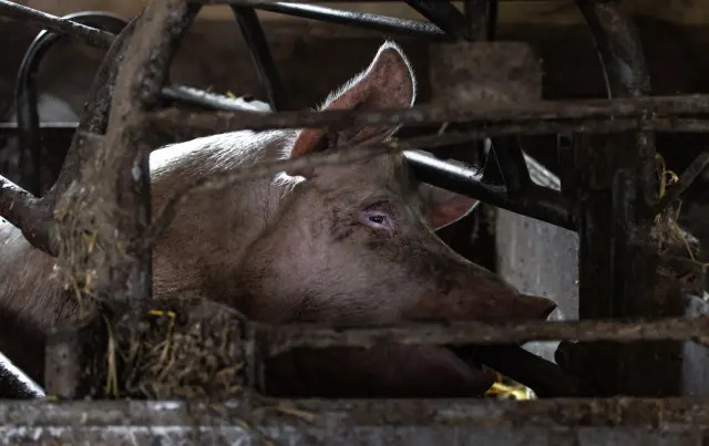 pig-in-cage4.jpg