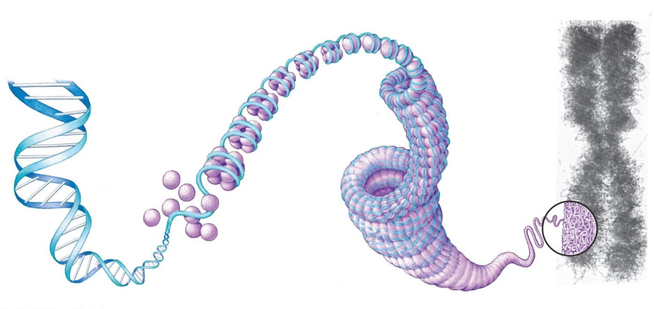 dna-supercoiling.jpg