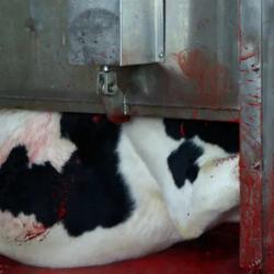 cow-in-slaughter-chamber-sm.jpg