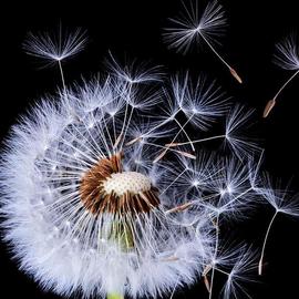 dandelion-seeds2-sm.jpg