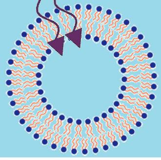 fatty-acid-vesicle-sm.jpg