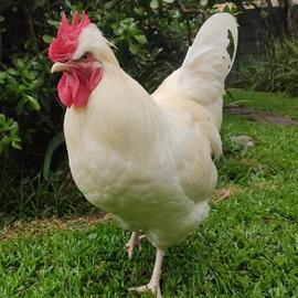 lenny-in-garden1-sm.jpg