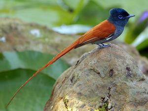 paradise-flycatcher-sm.jpg