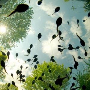 tadpoles-in-sun-sm.jpg