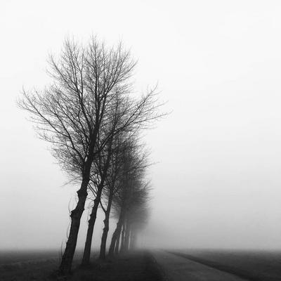 trees-on-misty-road-sm.jpg